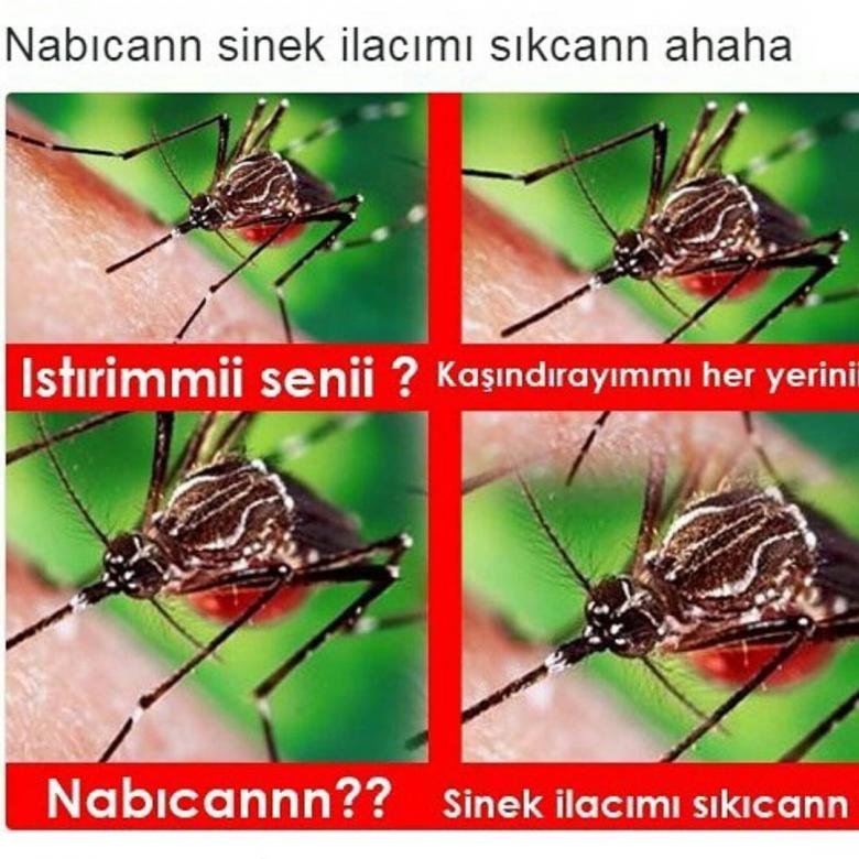 napcan-4
